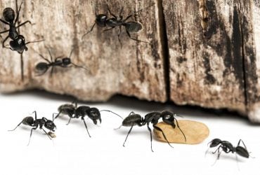 Вы будете удивлены: эксперт объяснил, почему нельзя убивать муравьев дома (видео)