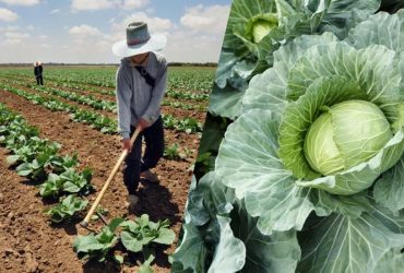 Как понять, что капуста созрела: верные признаки и сроки уборки