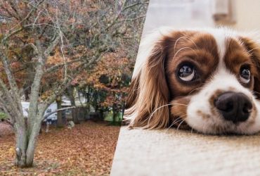 Лише 1% людей помітить собаку за 5 секунд: нова оптична ілюзія