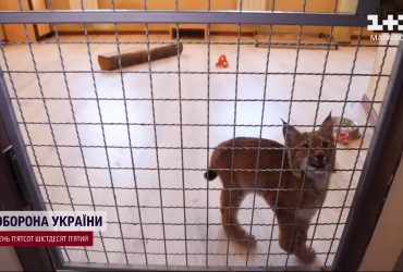 Зловили на гарячому: ділки хотіли продати хворе червонокнижне рисеня за 3,8 тисячі доларів