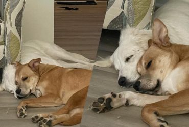 Ці два собаки стали нерозлучними після того, як знайшли нову родину (фото)