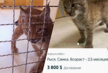 На OLX пытались продать за тысячи долларов больное краснокнижное животное (видео)