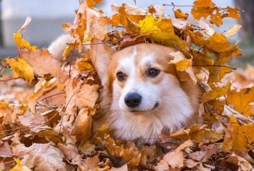 В Україні днями різко потеплішає до +24°: синоптик назвала дати