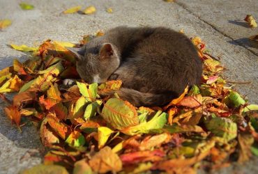 Завтра в Украине ожидается первое резкое похолодание из-за антициклона Verena (фото)