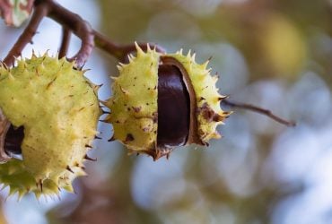 Сегодня в Киеве увеличится облачность: будут ли дожди