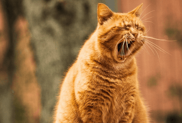 Врятуйте улюбленця: чому кіт ходить і нявкає без причини