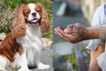 Грумер назвал 11 пород собак, которые съедят ваши деньги и нервы прическами