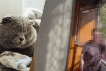 Во Львове кот закрыл женщину на балконе квартиры: ее пришлось спасать патрульным (видео)