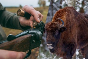 Куля пройшла наскрізь: на Волині вбили червонокнижну тварину