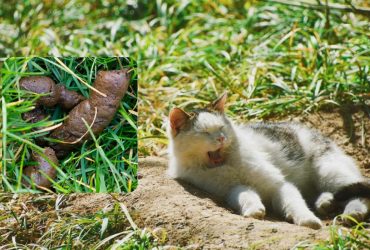 Женщина разозлилась на своего соседа, когда увидела, что его коты делают в ее саду: о чем речь