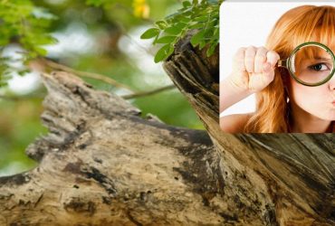 Знайдіть сову в лісі за 20 секунд: оптична ілюзія для найуважніших