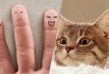 Коти копіюють характер власника: експерт розповів, яка звичка що означає