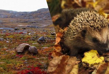 Оптична ілюзія для найбільш уважних: знайдіть їжачка в полі за 15 секунд