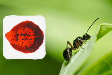 Паразит, що перетворює мурах на зомбі, хитріший, ніж вважалося раніше, - вчені