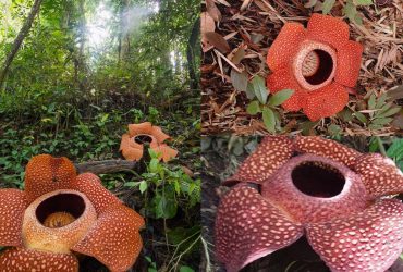 Самый большой цветок-паразит в мире может исчезнуть: в чем причина