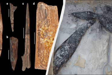 Археологи нашли старейшую деревянную конструкцию в мире: ей около 476 тысяч лет