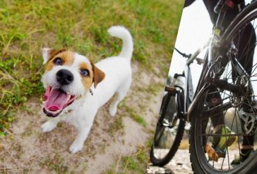 Стало известно, почему собаки лают на велосипеды: дело в инстинкте