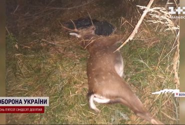 Таємничі вбивства звірів на Волині: загинули червонокнижні зубр та плямистий олень