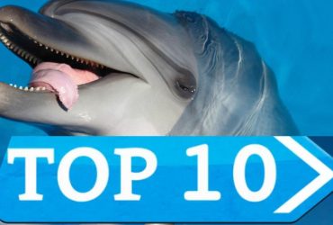 Названо 10 тварин, які можуть вижити без сну: як це можливо