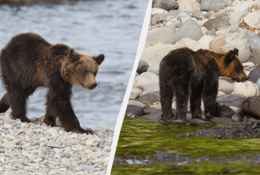 Детеныши бурого медведя в Японии умирают от голода из-за нехватки лосося