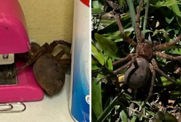 Жінка знайшла павука-гіганта у своєму офісі: це була вагітна самка