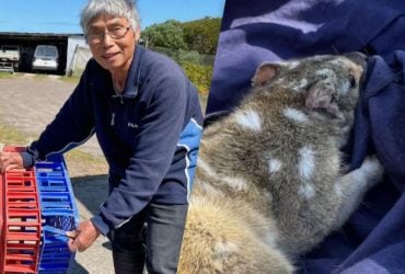 В Южной Австралии загнали в ловушку животное, которое не видели более 130 лет (фото)