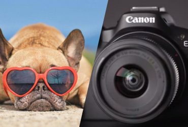 Зооекстрасенс радить не фотографувати тварин без їхнього дозволу