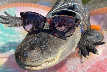 У США алігатора-вболівальника не пустили на стадіон: власник засмутився (відео)