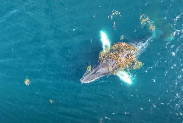 Спа-салон в океані: китів застукали за несподіваним заняттям (фото)