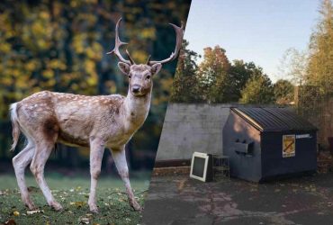 Лише людина з найгострішим у світі зором знайде оленя за 6 секунд: складна оптична ілюзія