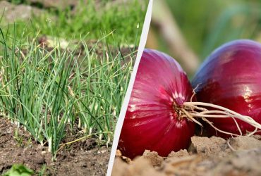 Секреты опытных фермеров: как посадить лук под зиму, чтобы не пошел в стрелку