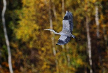 Готовимся к потеплению: синоптик порадовал украинцев прогнозом до конца недели