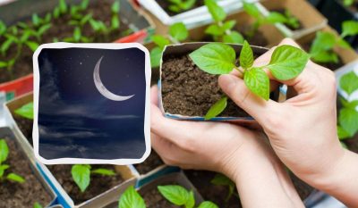Лунный посевной календарь на октябрь 2023 на каждый день — УНИАН