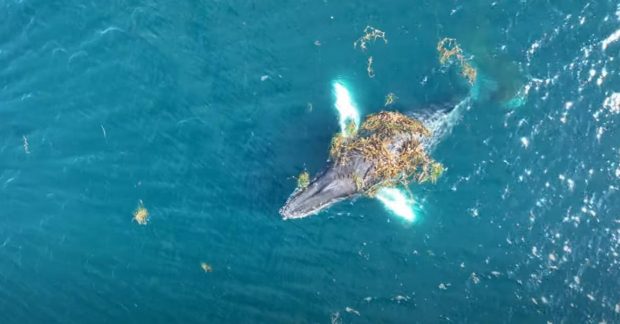 Спа-салон в океане: китов застукали за неожиданным занятием - фото — УНИАН