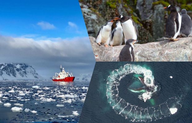 Сложно, но реально: украинские полярники поделились интересными фактами об антарктическом туризме