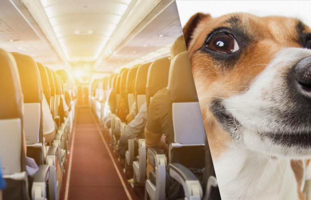Супруги требуют вернуть деньги после того, как их посадили рядом с "пукающей" собакой во время полета