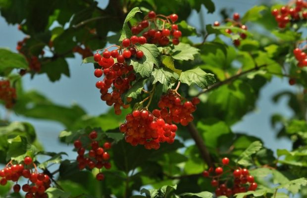 Свята та вихідні у жовтні 2023: що відзначаємо та коли відпочиваємо у цьому місяці