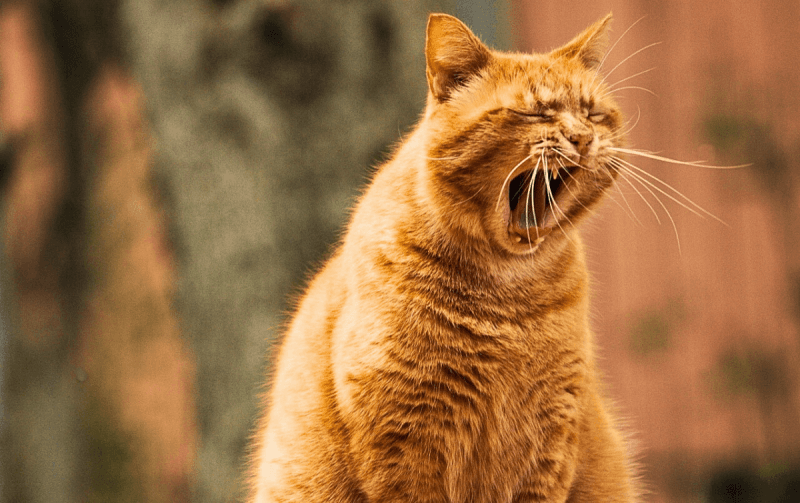 В некоторых случаях кошачье мяуканье - сигнал, что пора к ветеринару / фото pixabay.com В некоторых случаях кошачье мяуканье - сигнал, что пора к ветеринару / фото pixabay.com