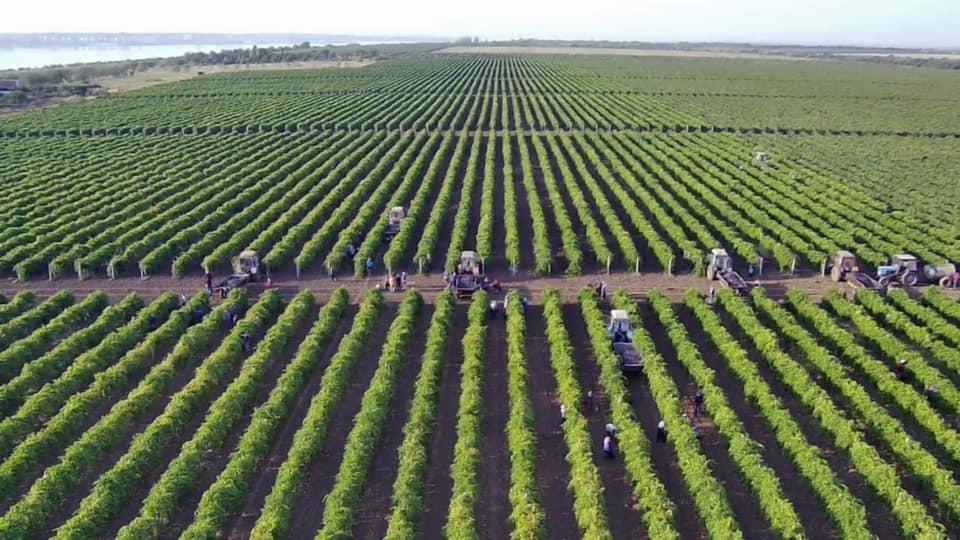 Саджанці для винограду закуповували в Італії, Сербії, Німеччині та в Україні і висаджували за європейською схемою - 3 333 кущі на гектар / фото прес-служби компанії Саджанці для винограду закуповували в Італії, Сербії, Німеччині та в Україні і висаджували за європейською схемою - 3 333 кущі на гектар / фото прес-служби компанії