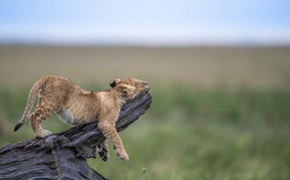 Визначено найсмішніші фото тварин цього року / Comedy Wildlife Photography Awards 2023 Визначено найсмішніші фото тварин цього року / Comedy Wildlife Photography Awards 2023