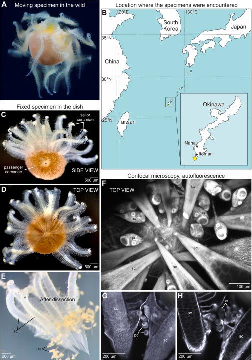 Колонія лічинок родини Acanthocolpidae у формі гребця / фото Current Biology Колонія лічинок родини Acanthocolpidae у формі гребця / фото Current Biology