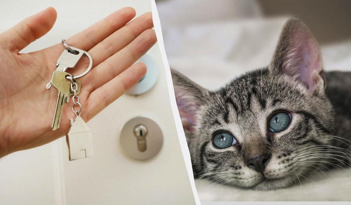 В Україні лише п’ята частина квартир здається людям із домашніми тваринами/ Колаж УНІАН, фото Unsplash, pixabay.com