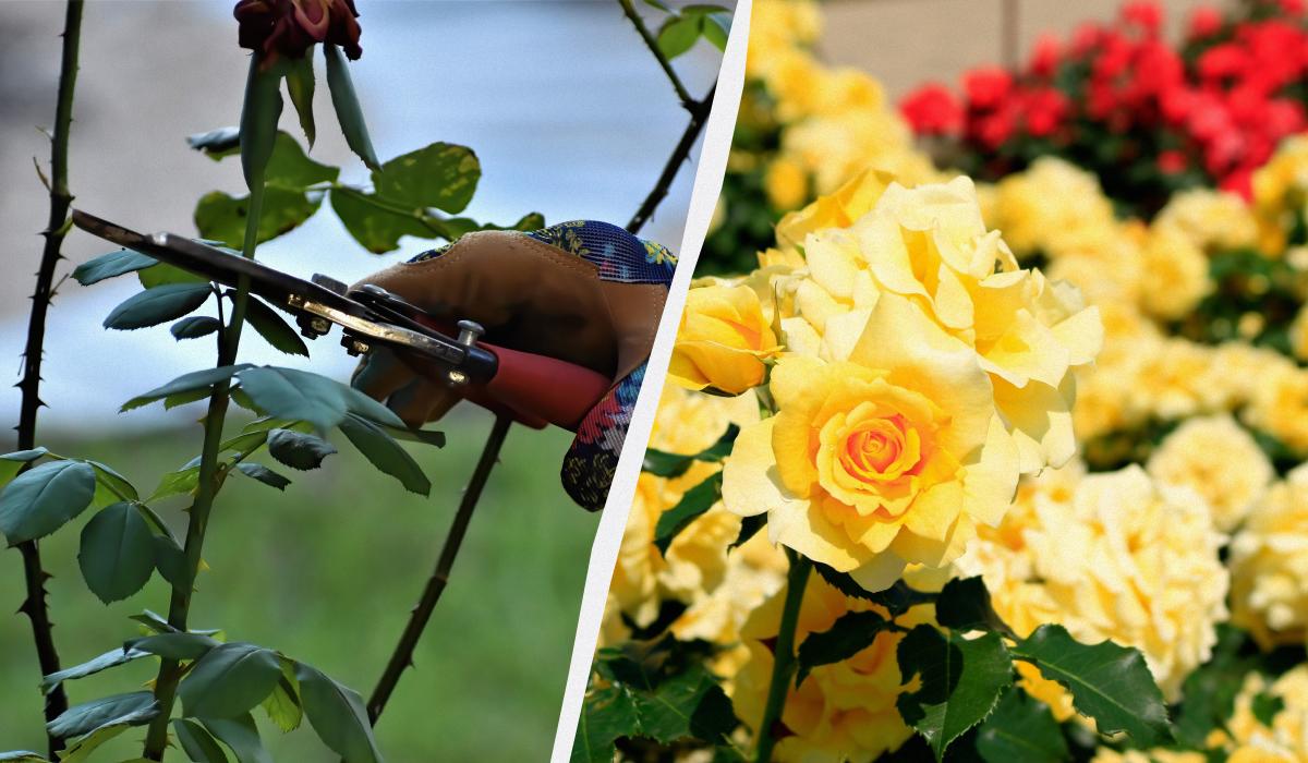 Когда обрезать розы перед зимовкой Когда обрезать розы перед зимовкой