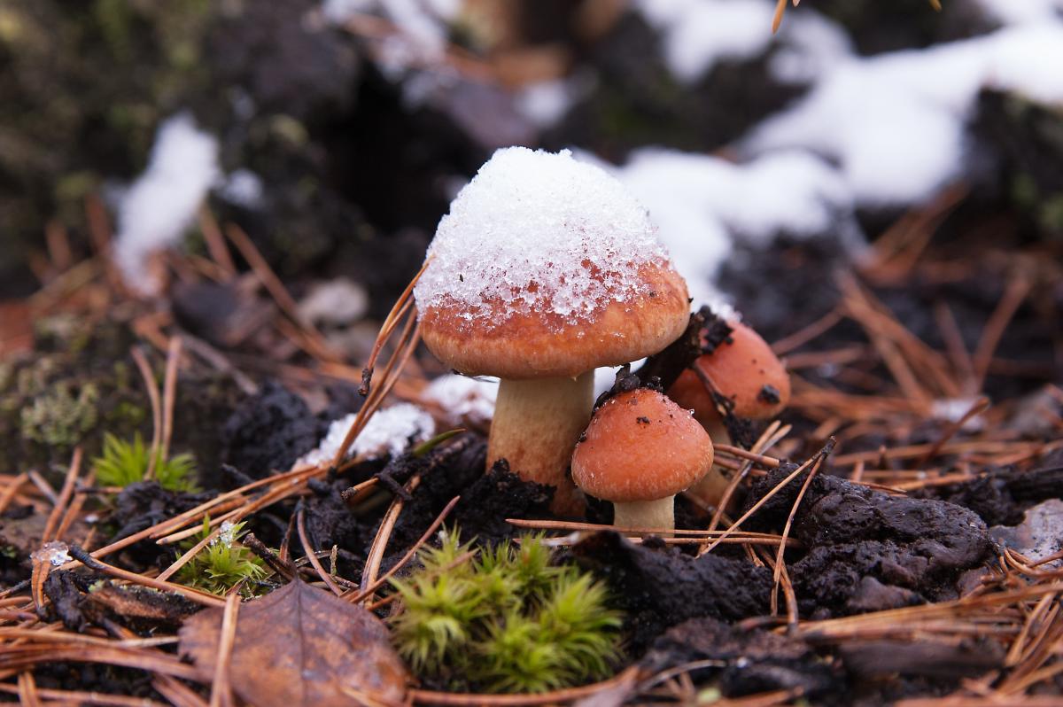 Сніг найближчим часом мождивий лише в Карпатах / фото pixabay.com Сніг найближчим часом мождивий лише в Карпатах / фото pixabay.com