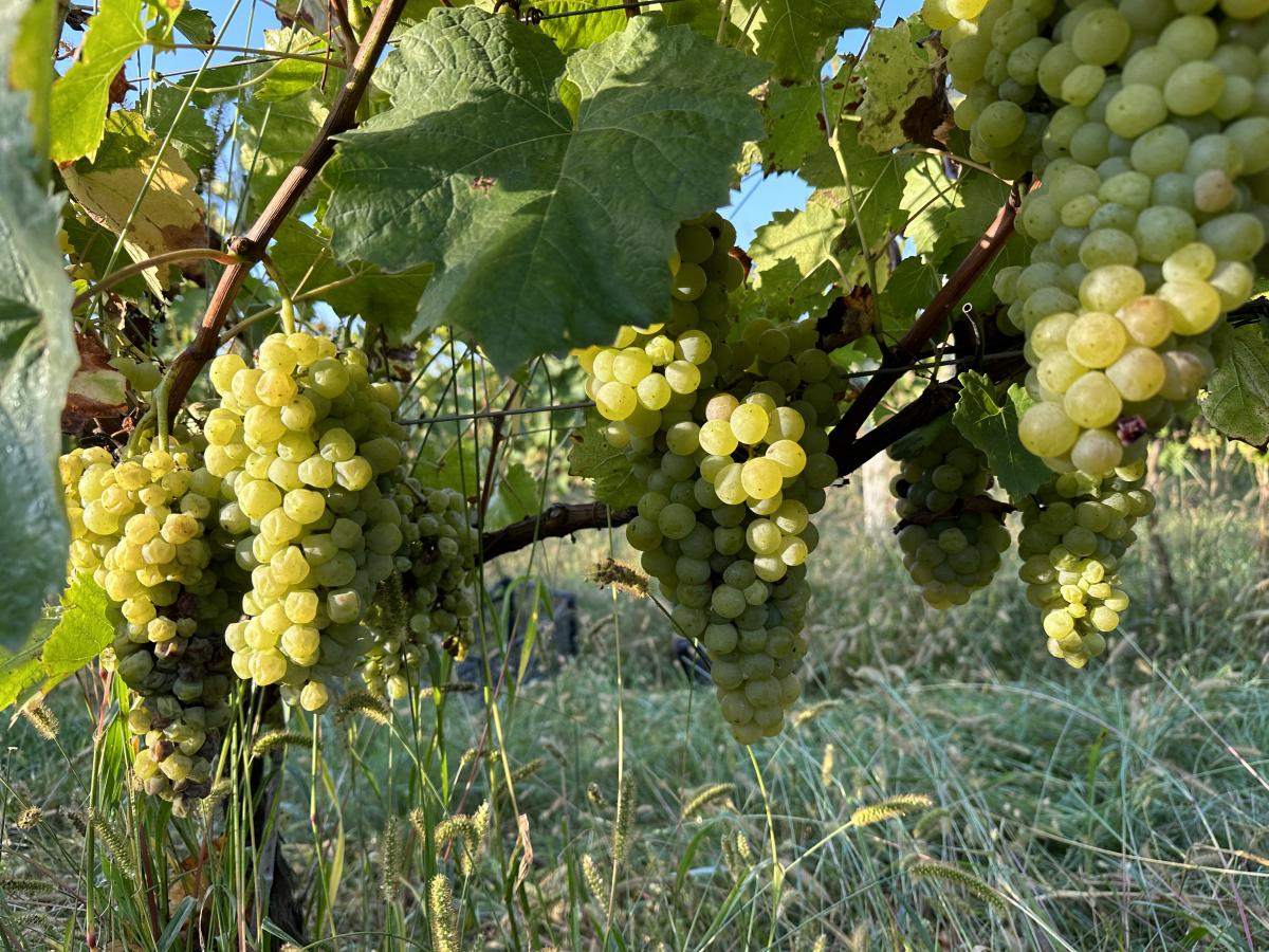 На Закарпатті поступово відновлюють виноробтво – ось це виноградники Томаша Кіша / фото Наталія Петерварі