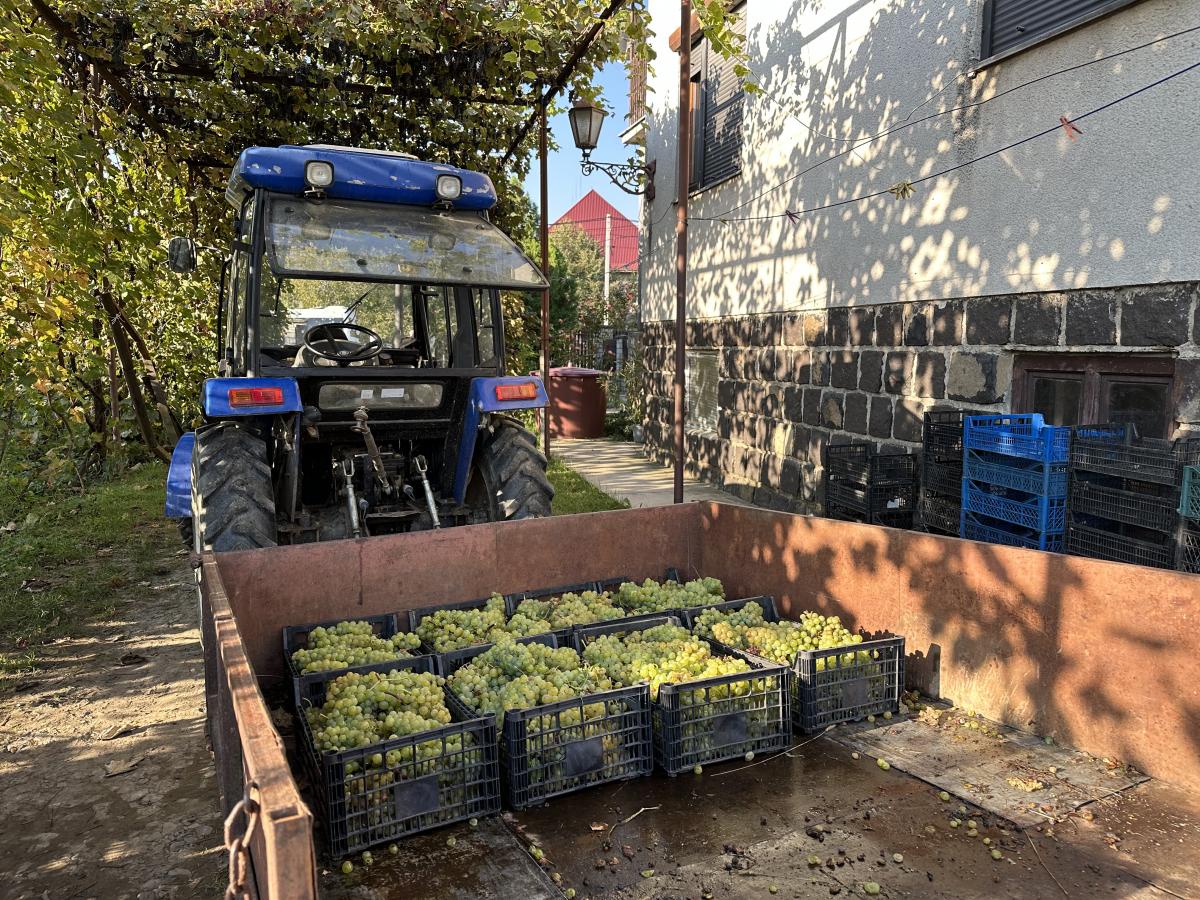 Зібраний урожай у Томаша Кіша / фото Наталія Петерварі