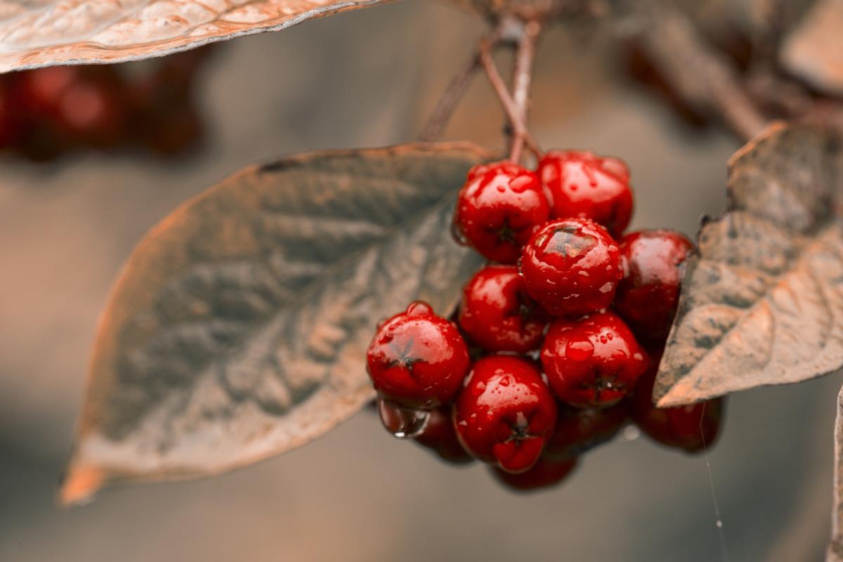 10 жовтня - прикмети сьогоднішнього дня / pixabay.com 10 жовтня - прикмети сьогоднішнього дня / pixabay.com