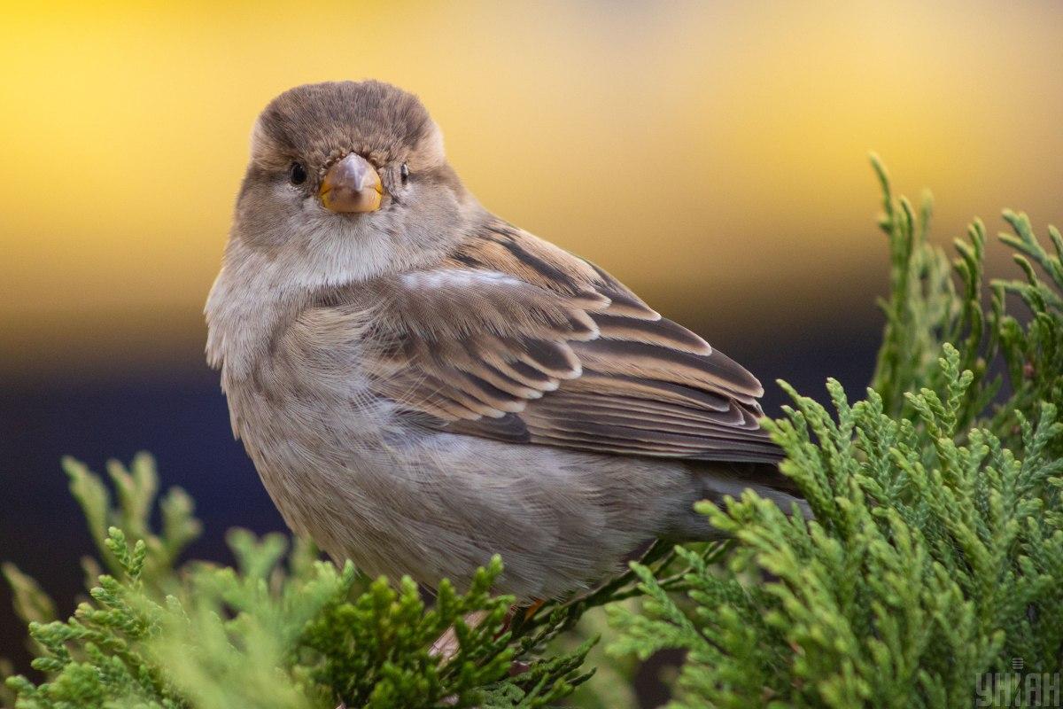 яке сьогодні свято