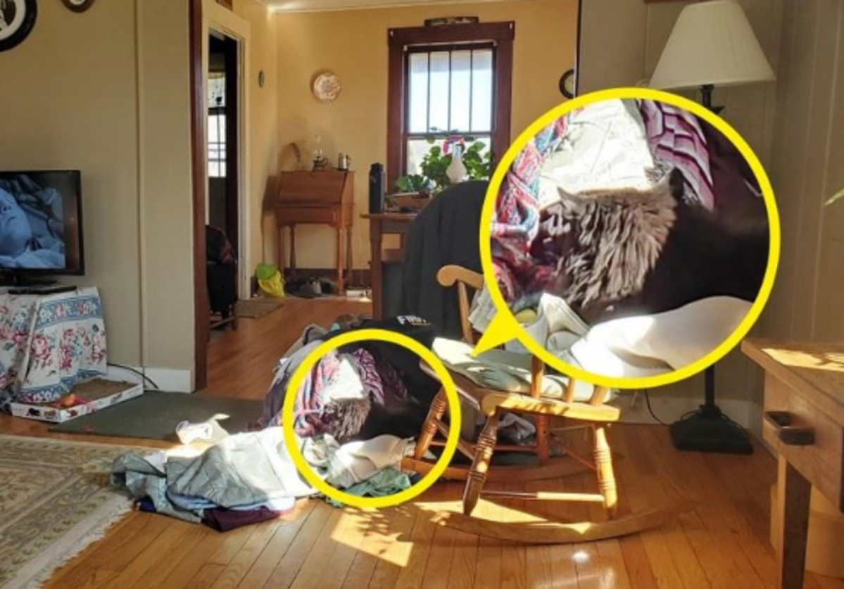 Кот отдыхал на вещах / рисунок Bright Side