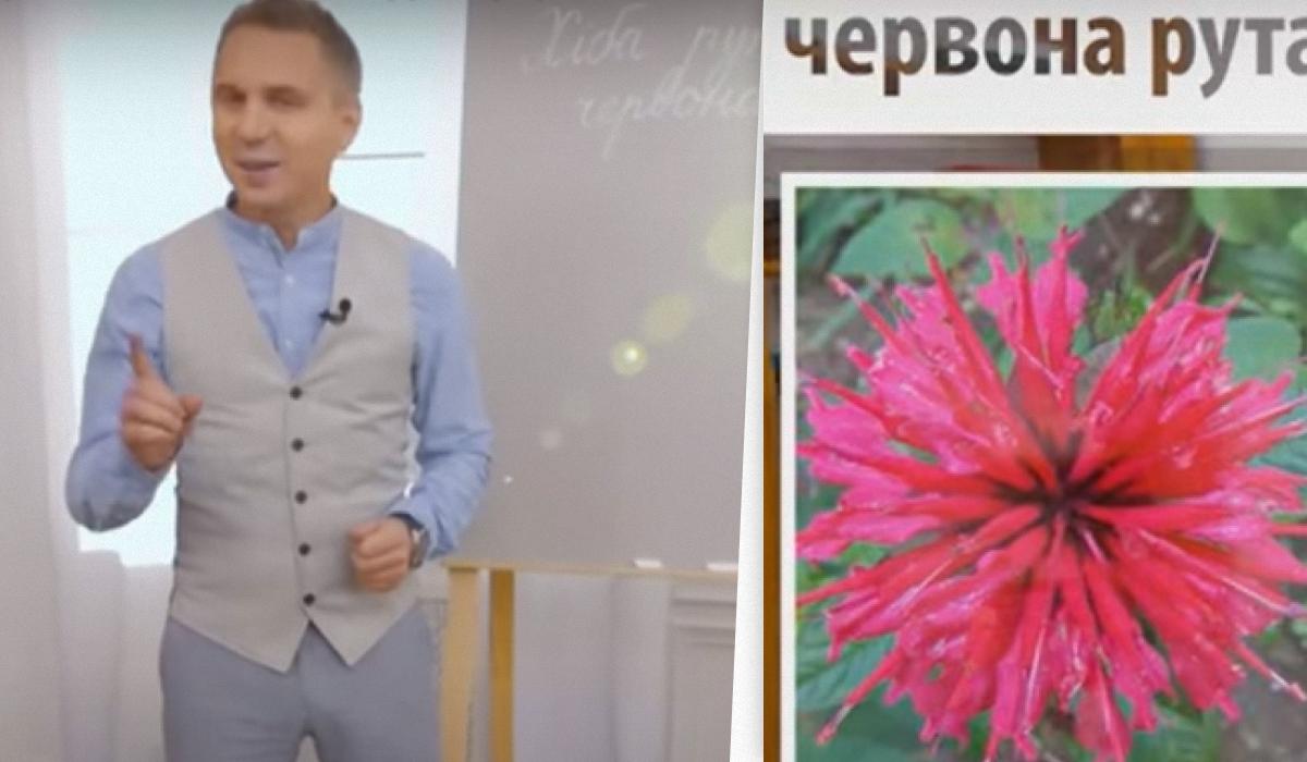 На самом деле рута имеет желтые цветки, а не красные / коллаж УНИАН, скриншот На самом деле рута имеет желтые цветки, а не красные / коллаж УНИАН, скриншот